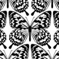 蝶が並ぶエキゾチックなパターン